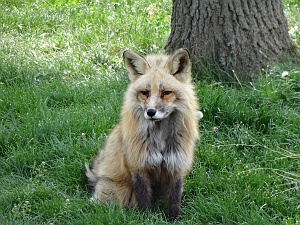 Probably the cutest fox in the world